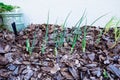 Green onion shoot Royalty Free Stock Photo