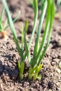 Green onion sprouts growing in black-earth garden close-up. good harvest of vegetables in spring. Royalty Free Stock Photo