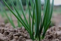 Green Onion Sprouts Growing in Soil Royalty Free Stock Photo