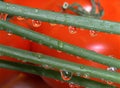 Green onion stalks, water drops against tomatoes