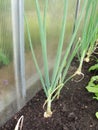 Green onion. Young spring onion sprout on the field. Organically grown onions with chives in the soil. Organic farming Royalty Free Stock Photo