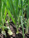 Green onion. Young spring onion sprout on the field. Organically grown onions with chives in the soil. Organic farming Royalty Free Stock Photo