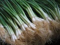 Green onions Royalty Free Stock Photo