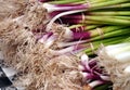 Green Onions Royalty Free Stock Photo