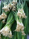 Green Onions Royalty Free Stock Photo