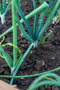 Green onions in alumina. Spring garden plants. Bow grows on beds Royalty Free Stock Photo