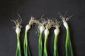 green onions, bulbs arranged in a row