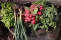 Green onions, early radishes, young leaves of fresh green lettuce on wooden background in a sunny day outside. Royalty Free Stock Photo