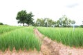 Green Onions Field Royalty Free Stock Photo