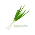 Green onions. Fresh green onions. The concept of healthy eating.Vitamin vegetable. Vector illustration of a bow