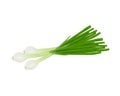 Green onions. Fresh green onions. The concept of healthy eating.Vitamin vegetable. Vector illustration of a bow