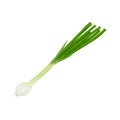 Green onions. Fresh green onions. The concept of healthy eating.Vitamin vegetable. Vector illustration of a bow