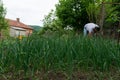 Garden field with green onion plants and farmer working in background Royalty Free Stock Photo