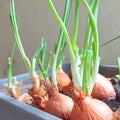 Green onions growing in a container. home garden. gardening, greenery