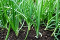 Green onions growing in the garden. spring vegetables Royalty Free Stock Photo