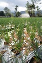 Green onions growing in the garden. Royalty Free Stock Photo