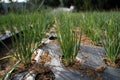 Green onions growing in the garden. Royalty Free Stock Photo