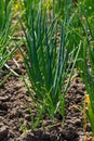 Green onions growing in the garden. spring vegetables. Organic food. Macro Royalty Free Stock Photo