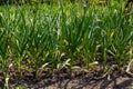 Green onions growing in the garden. spring vegetables. Organic food. Macro Royalty Free Stock Photo