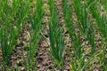 Green onions growing in the garden. spring vegetables. Organic food. Macro Royalty Free Stock Photo