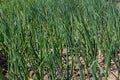 Green onions growing in the garden. spring vegetables. Organic food. Macro Royalty Free Stock Photo