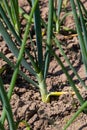 Green onions growing in the garden. spring vegetables. Organic food. Macro Royalty Free Stock Photo