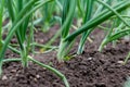 Green onions growing in the garden. spring vegetables. Organic food. Macro. Vertical Royalty Free Stock Photo