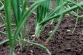 Green onions growing in the garden. spring vegetables. Organic food. Macro. Vertical Royalty Free Stock Photo