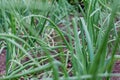 Green onions growing in the garden. spring vegetables. Organic food. Macro. Vertical Royalty Free Stock Photo