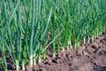 Green onions growing in the garden