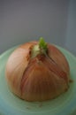 Green onions growing in a glass jar of water Royalty Free Stock Photo