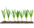 Green Onions Growing in Soil Isolated on WhiteBackground (87 Royalty Free Stock Photo