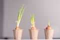 Green onions on a light window background