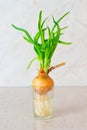 Green onions with roots in glass of water