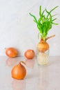 Green onions with roots in a glass of water Royalty Free Stock Photo