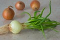 Green onions with roots. yellow onion bulbs Royalty Free Stock Photo