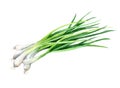 Green onions watrcolor isolated. Herbs and spices