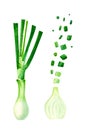 Green onions whole and cut isolated on white watercolor illustration