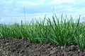 Green onoin in the vegetable garden