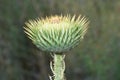 Green Onopordum acanthium flower