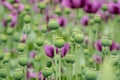 Green opium poppy capsules, purple poppy blossoms in a field. Royalty Free Stock Photo