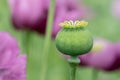 Green opium poppy capsules, purple poppy blossoms Royalty Free Stock Photo