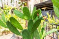 Green opuntia tropical cactus plant red flower bud on nature background Royalty Free Stock Photo