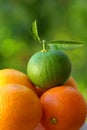 A green orange