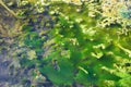Green and orange algae on the river. Pollution of the environment. Royalty Free Stock Photo