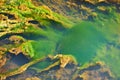 Green and orange algae on the river. Pollution of the environment. Royalty Free Stock Photo
