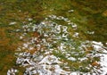 Green Orange and Blue Ripples on a River Detail