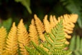 Green and orange bracken fern