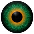 Green and orange eye texture with black fringe Royalty Free Stock Photo