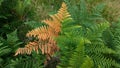 Green and orange ferns background Royalty Free Stock Photo